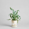 Tray for Basic Planter, White Patina: Small