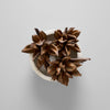 Dried Natural Star Pod