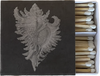 MOLLUSK