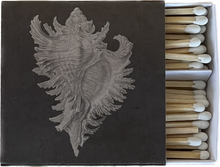  MOLLUSK