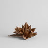 Dried Natural Star Pod
