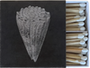 CONE