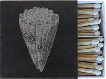  CONE