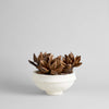 Dried Natural Star Pod