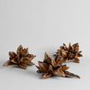 Dried Natural Star Pod