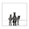 Wild Horses of Cumberland Island