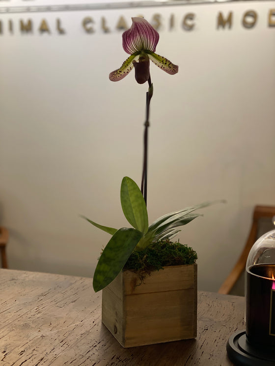 Lady Slipper Orchid in Wood Pot
