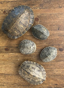  Turtle Shell