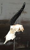 Springbok Skull & Horns Mounted on Base