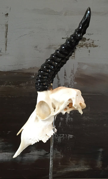 Springbok Skull & Horns Mounted on Base