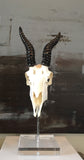 Springbok Skull & Horns Mounted on Base