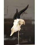 Springbok Skull & Horns Mounted on Base
